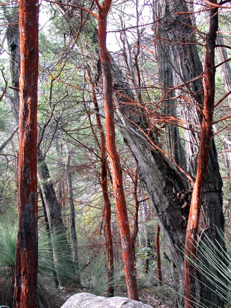 Trees
